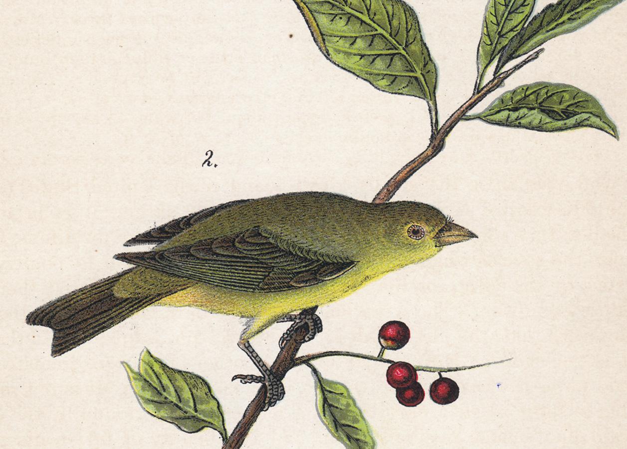 Scarlet Tanager; Teller 37 (Naturalismus), Print, von After John James Audubon