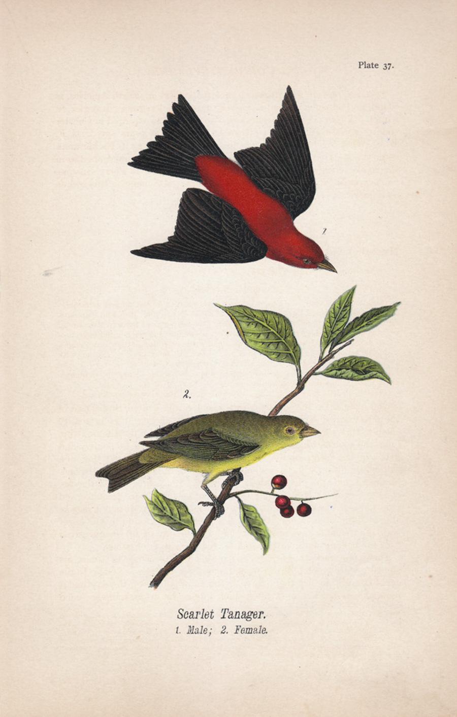 After John James Audubon Animal Print - Scarlet tanager; Plate 37