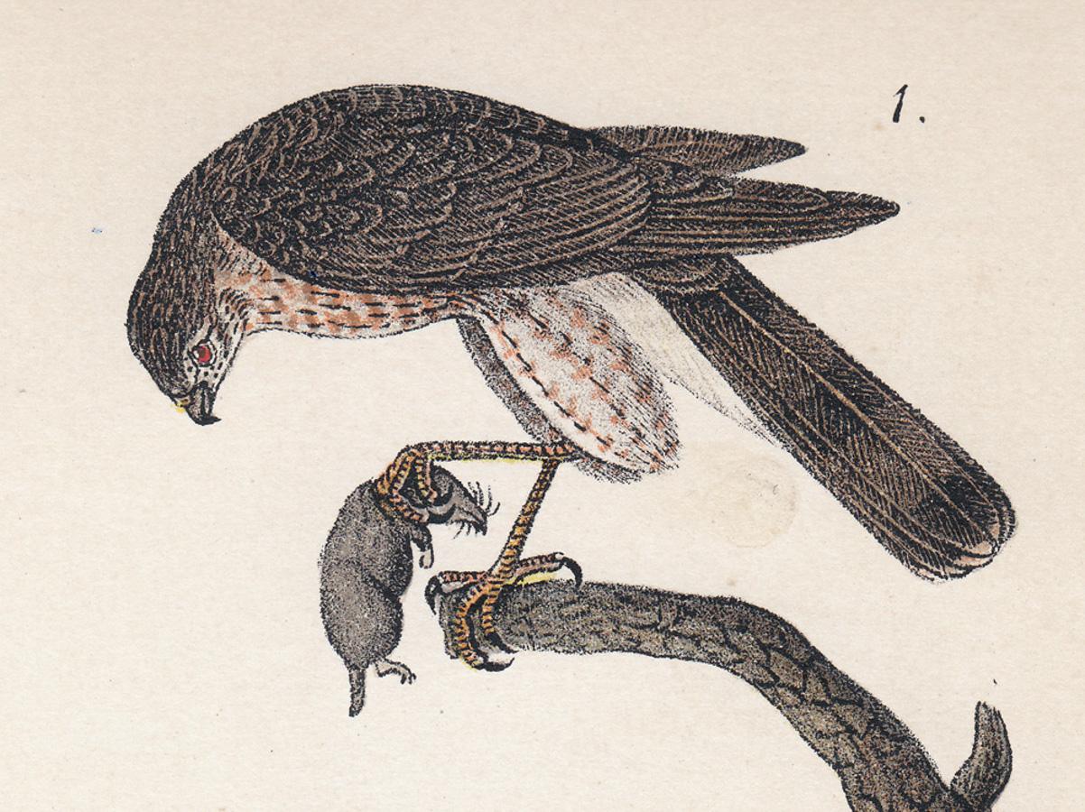 Hawk aux reflets vifs ; planche 14 - Print de After John James Audubon