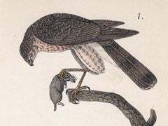 Sharp-shinned Hawk; Plate 14