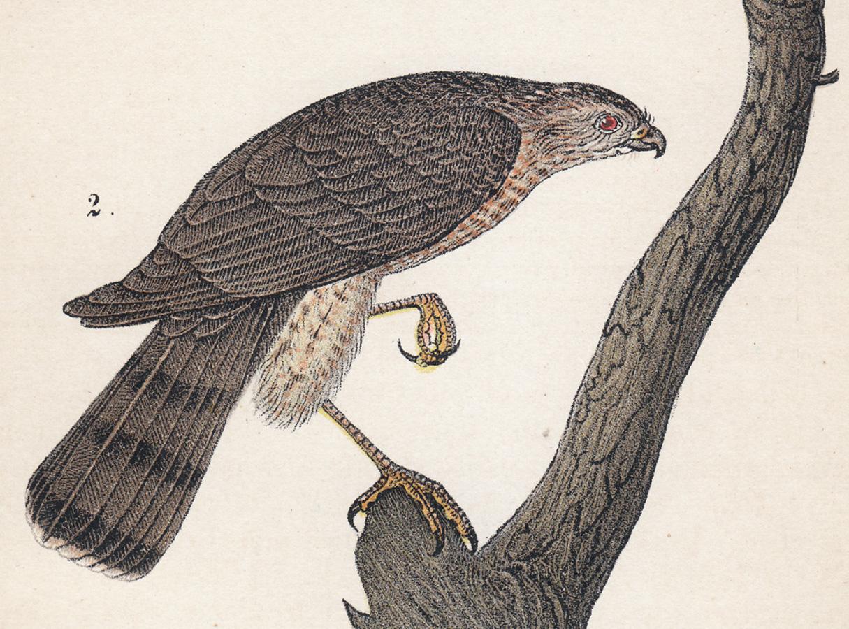 Sharp-shinned Hawk; Plate 14 - Naturalistic Print by After John James Audubon