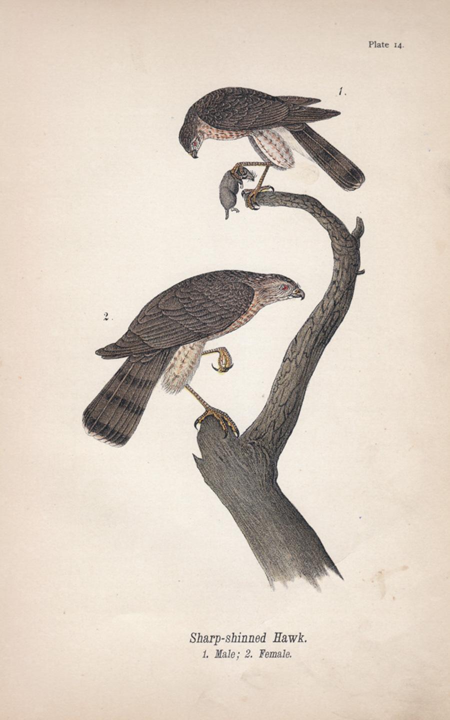 Animal Print After John James Audubon - Hawk aux reflets vifs ; planche 14