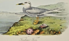 "Trudeau's Tern", an Original First Edition Audubon Hand Colored Lithograph