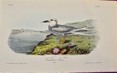 "Trudeau's Tern", an Original First Edition Audubon Hand Colored Lithograph 