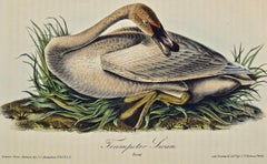 Trumpeter Swan: an Original 1st Edition Hand Colored Audubon Bird Lithograph