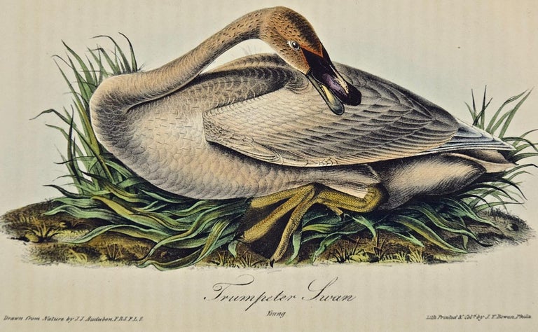Trumpeter Swan: an Original 1st Edition Hand Colored Audubon Bird Lithograph - Print by John James Audubon