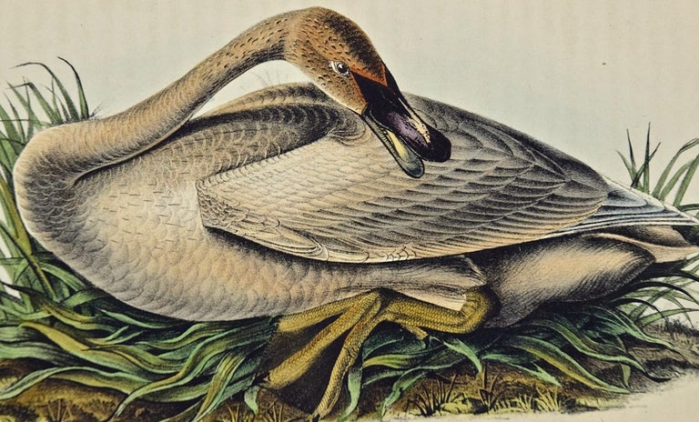 Trumpeter Swan: an Original 1st Edition Hand Colored Audubon Bird Lithograph - Naturalistic Print by John James Audubon