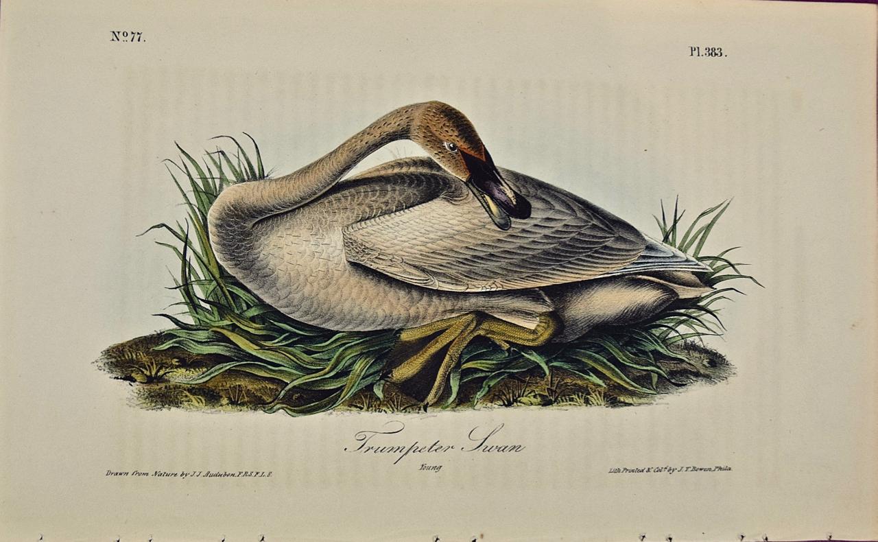 Cisne trompetero: una litografía original de aves de Audubon coloreada a mano de 1ª edición