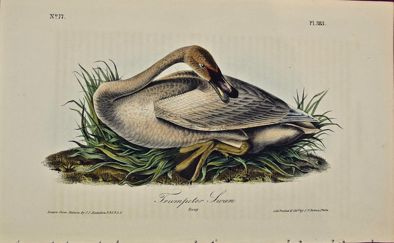 John James Audubon Landscape Print - Trumpeter Swan: an Original 1st Edition Hand Colored Audubon Bird Lithograph