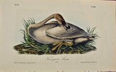 Trumpeter Swan: an Original 1st Edition Hand Colored Audubon Bird Lithograph