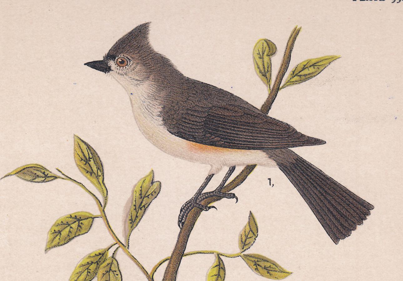 Tufted Titmouse / Mocking-bird / Oven-bird; Plate 99 - Print by After John James Audubon