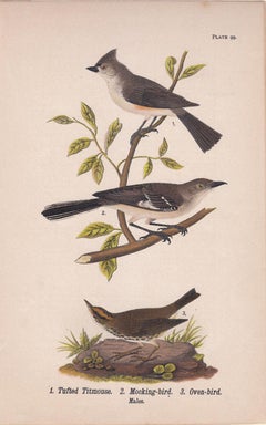 Tufted Titmouse / Mocking-bird / Oven-bird; Plate 99