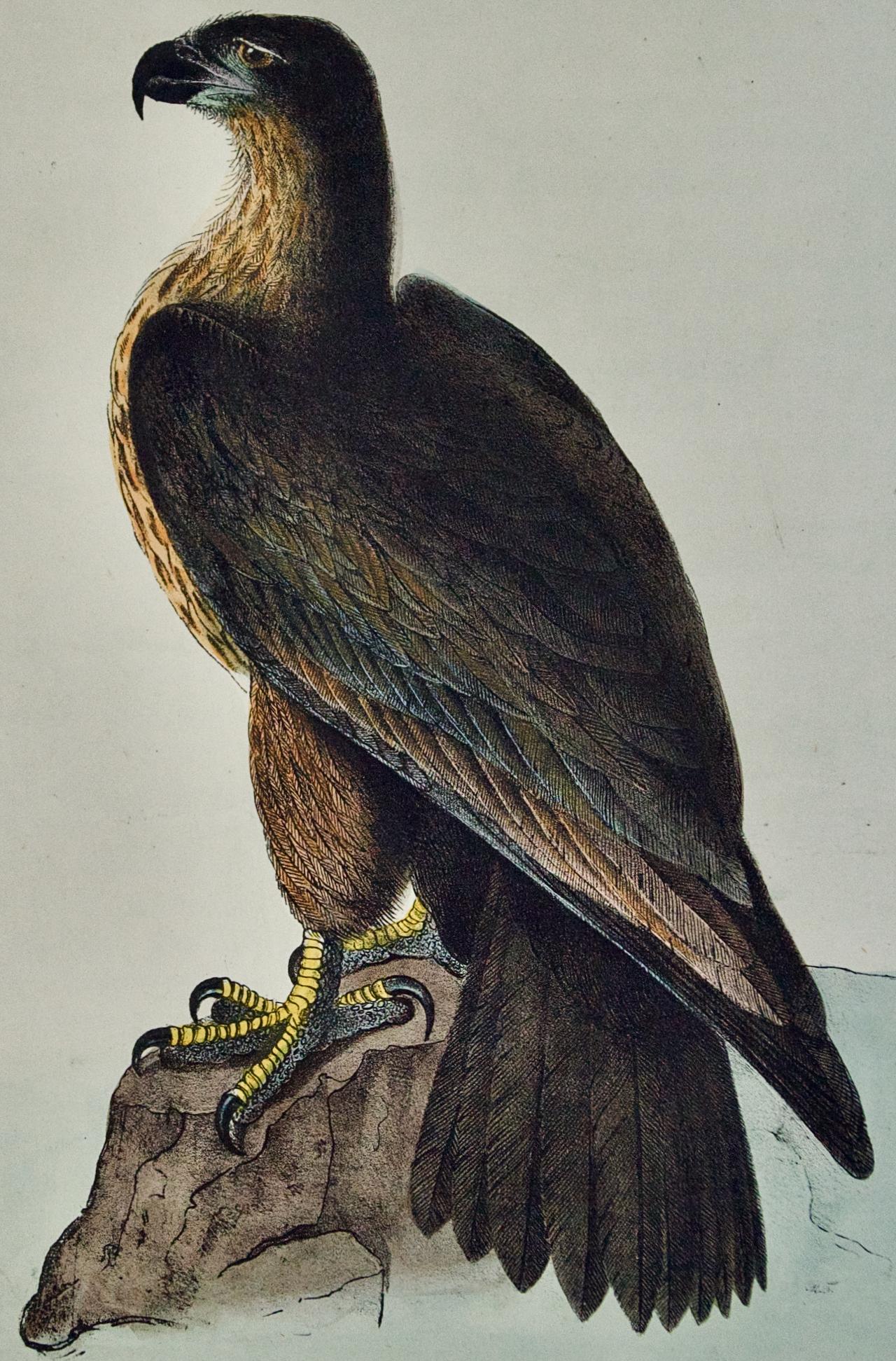 « Washington Sea Eagle » : une lithographie originale d'Audubon colorée à la main  - Print de After John James Audubon