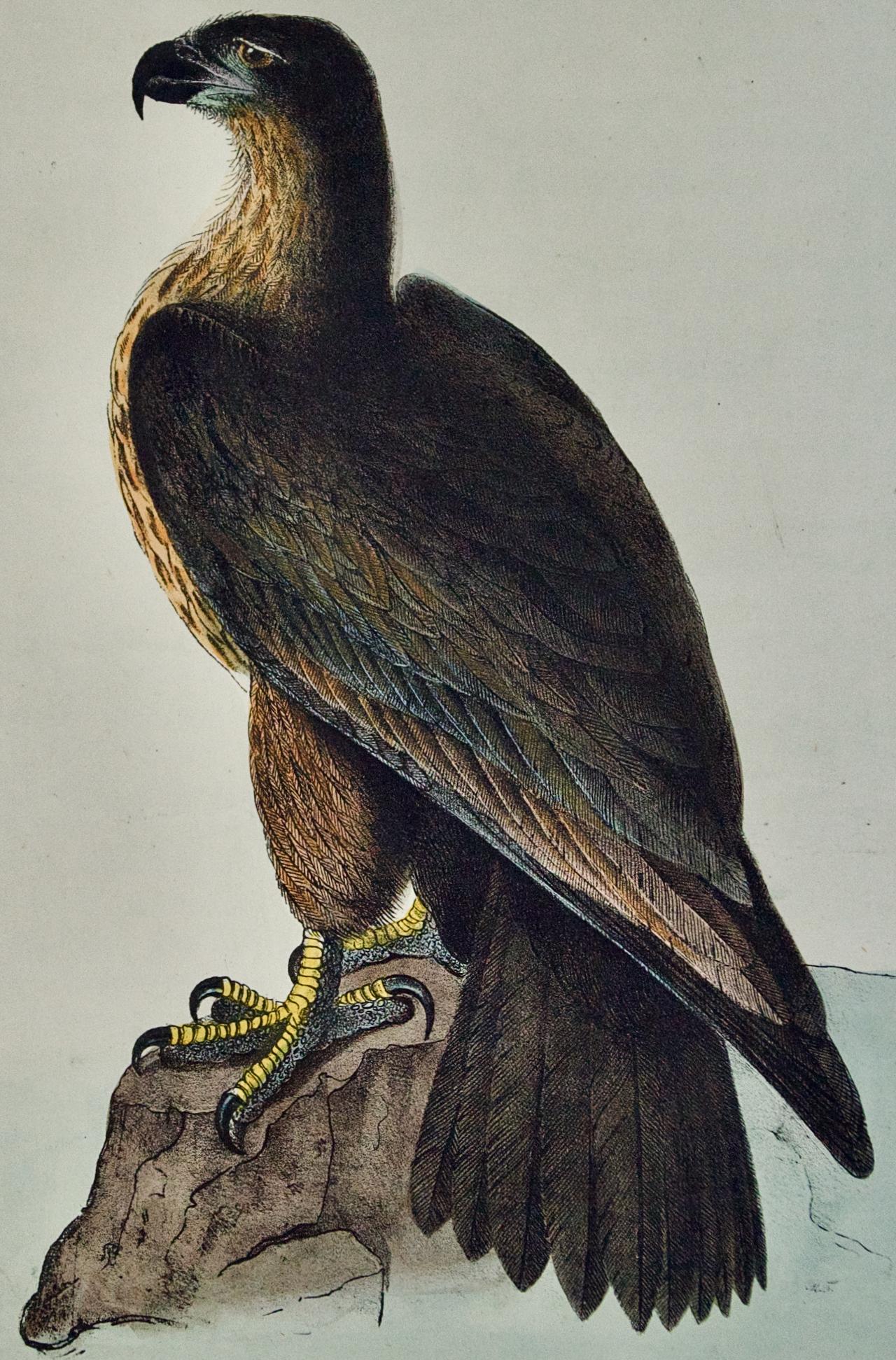 « Washington Sea Eagle » : une lithographie originale d'Audubon colorée à la main - Print de After John James Audubon