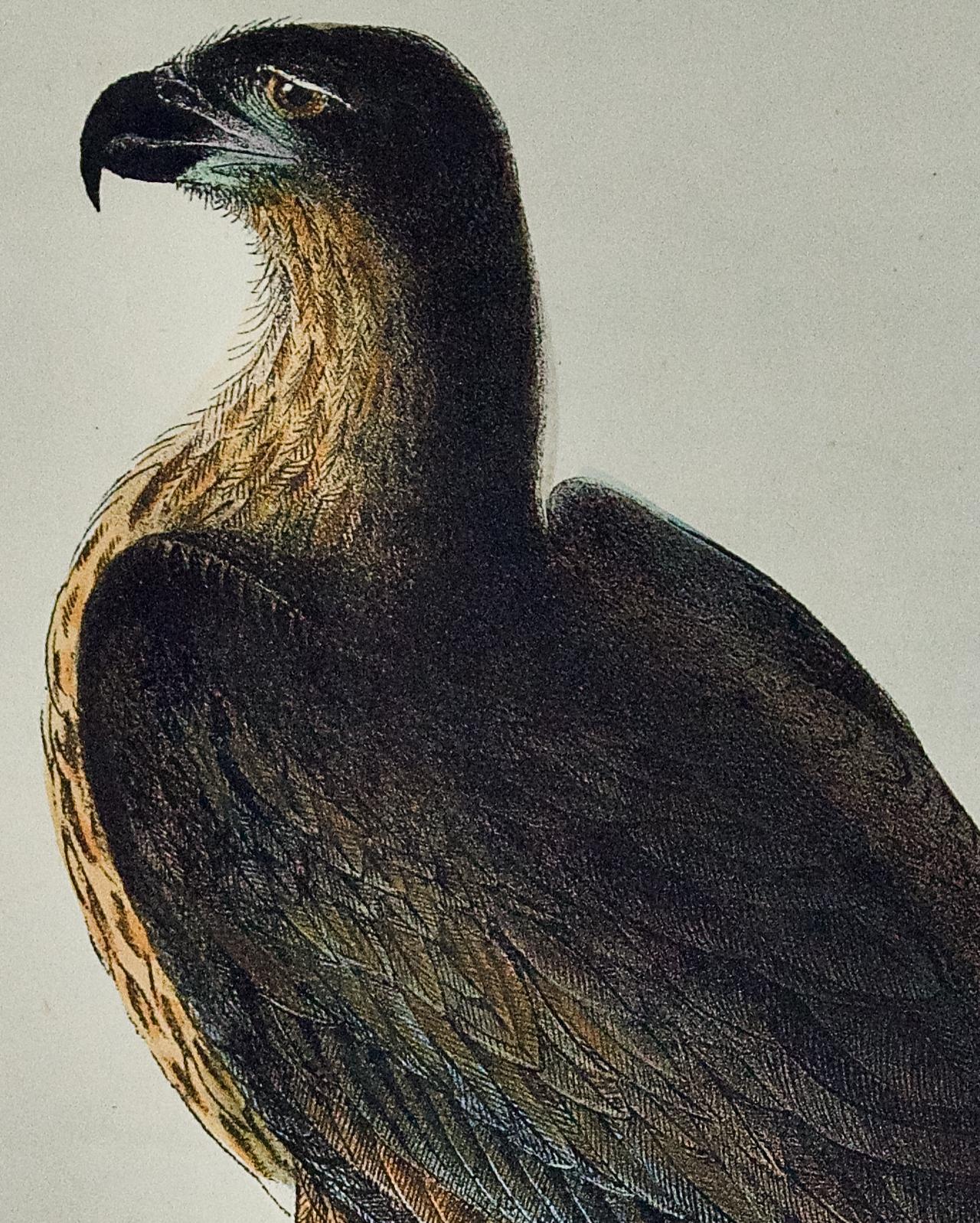 « Washington Sea Eagle » : une lithographie originale d'Audubon colorée à la main  - Naturalisme Print par After John James Audubon