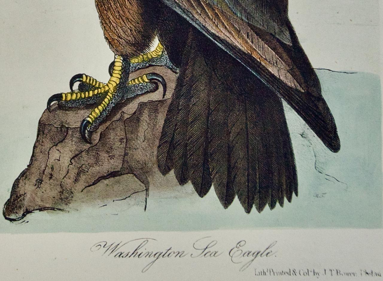 « Washington Sea Eagle » : une lithographie originale d'Audubon colorée à la main - Gris Animal Print par After John James Audubon