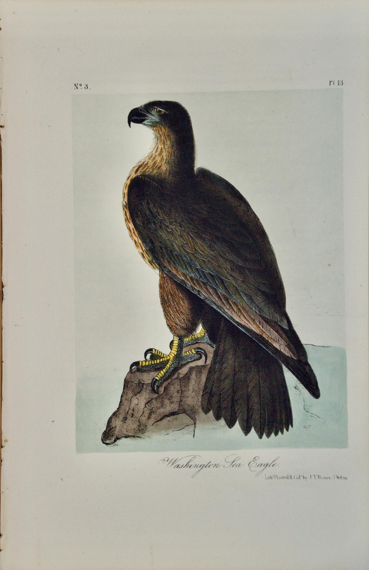 "Washington Sea Eagle": An Original Audubon Hand-colored Lithograph 