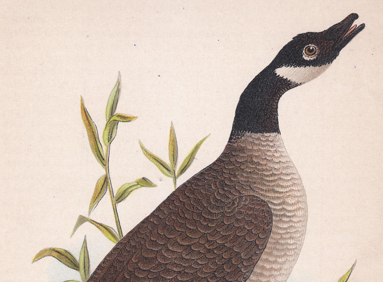 Oiseau sauvage ; planche 64 - Print de After John James Audubon