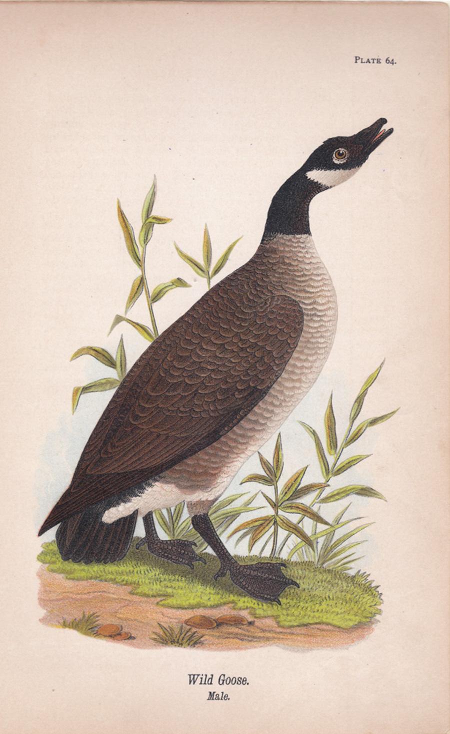 After John James Audubon Animal Print – Wildleder-Gänseblümchen; Teller 64