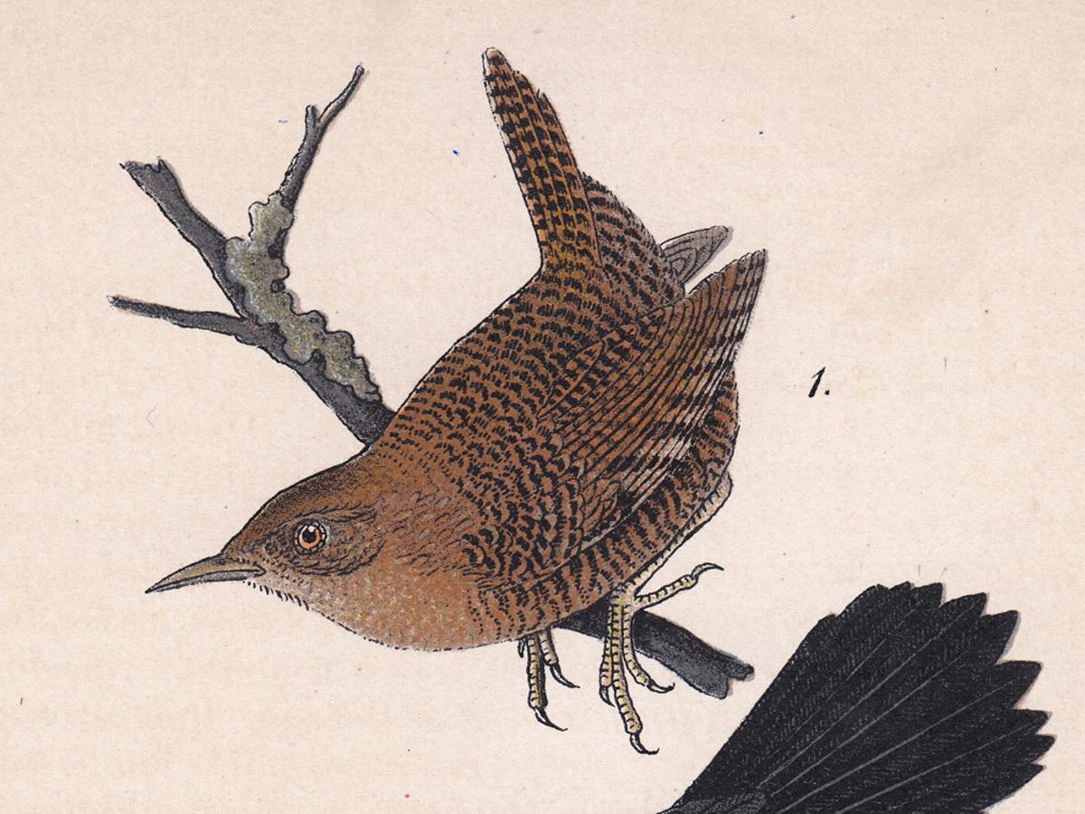 Winter Wren / Cat-bird; Plate 72 - Print by After John James Audubon