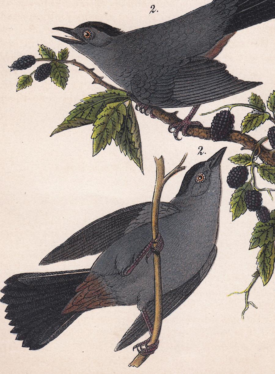 audubon plates for sale