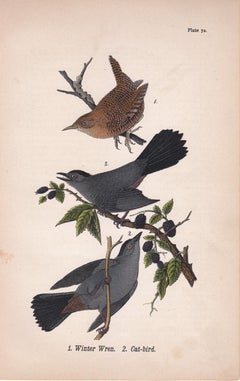 Retro Winter Wren / Cat-bird; Plate 72