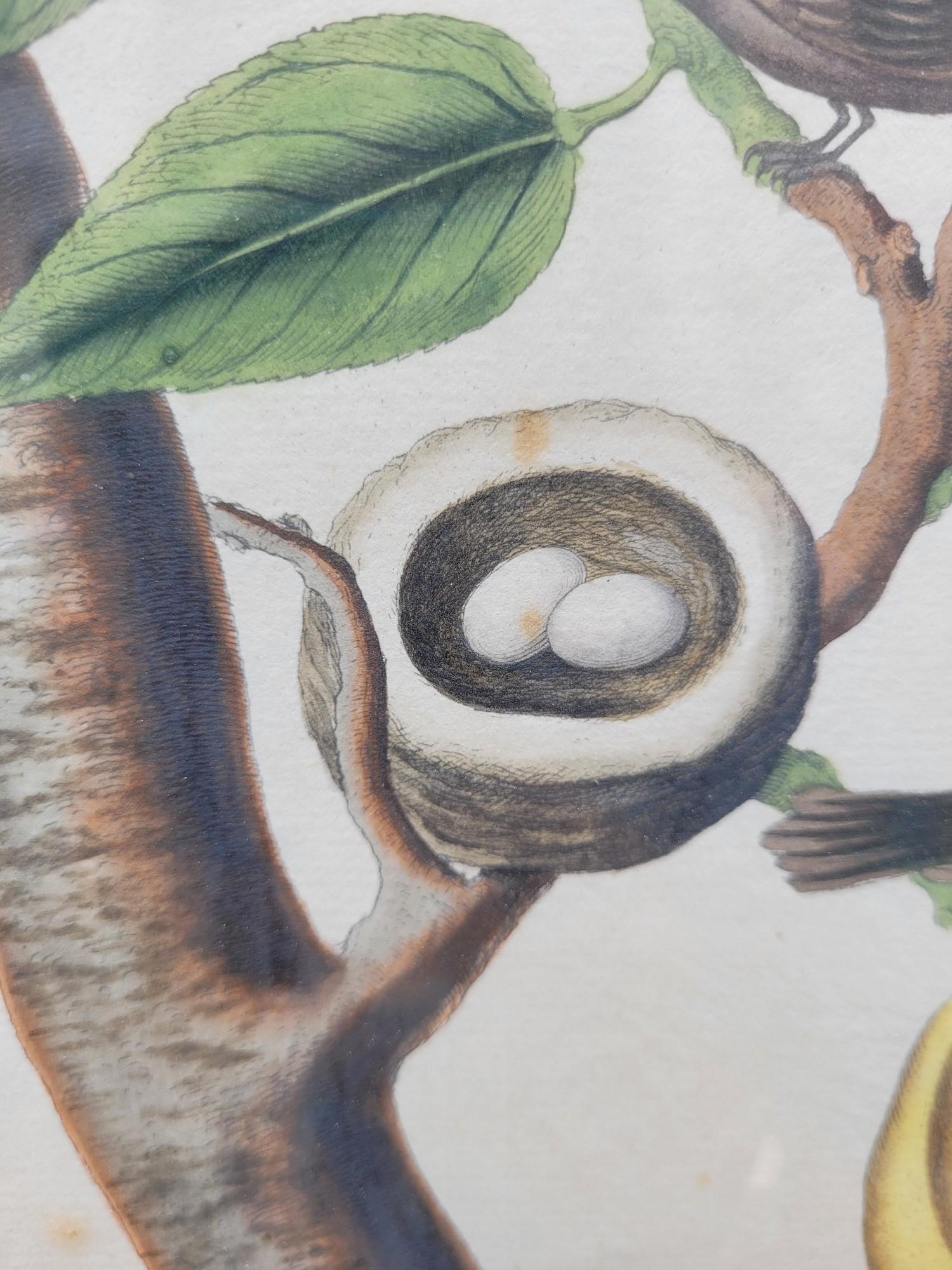 Nach Knorr, Schmetterlinge und Vögel, farbige gerahmte Gravuren, 19. Jahrhundert im Angebot 4
