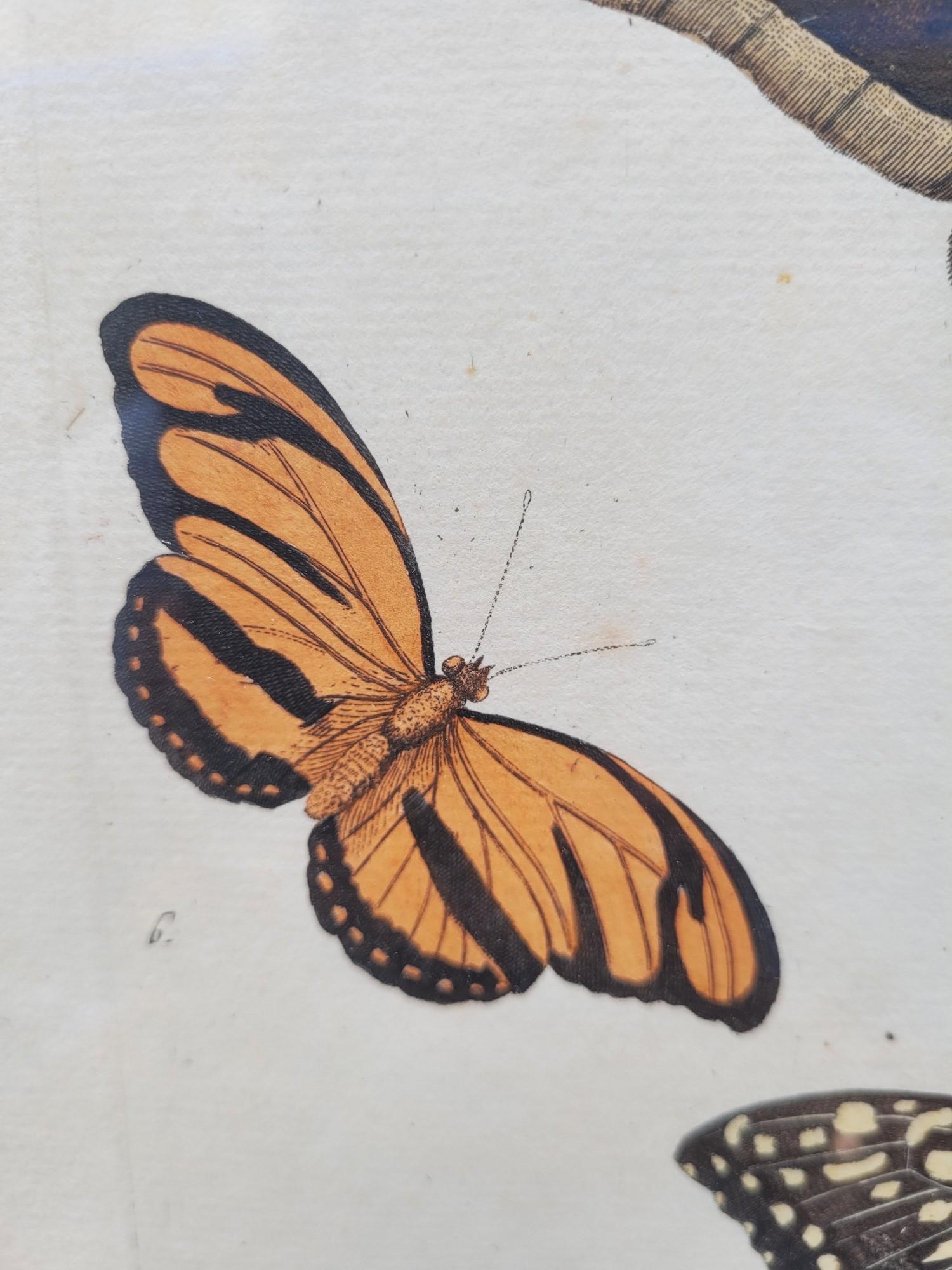 Nach Knorr, Schmetterlinge und Vögel, farbige gerahmte Gravuren, 19. Jahrhundert im Angebot 9