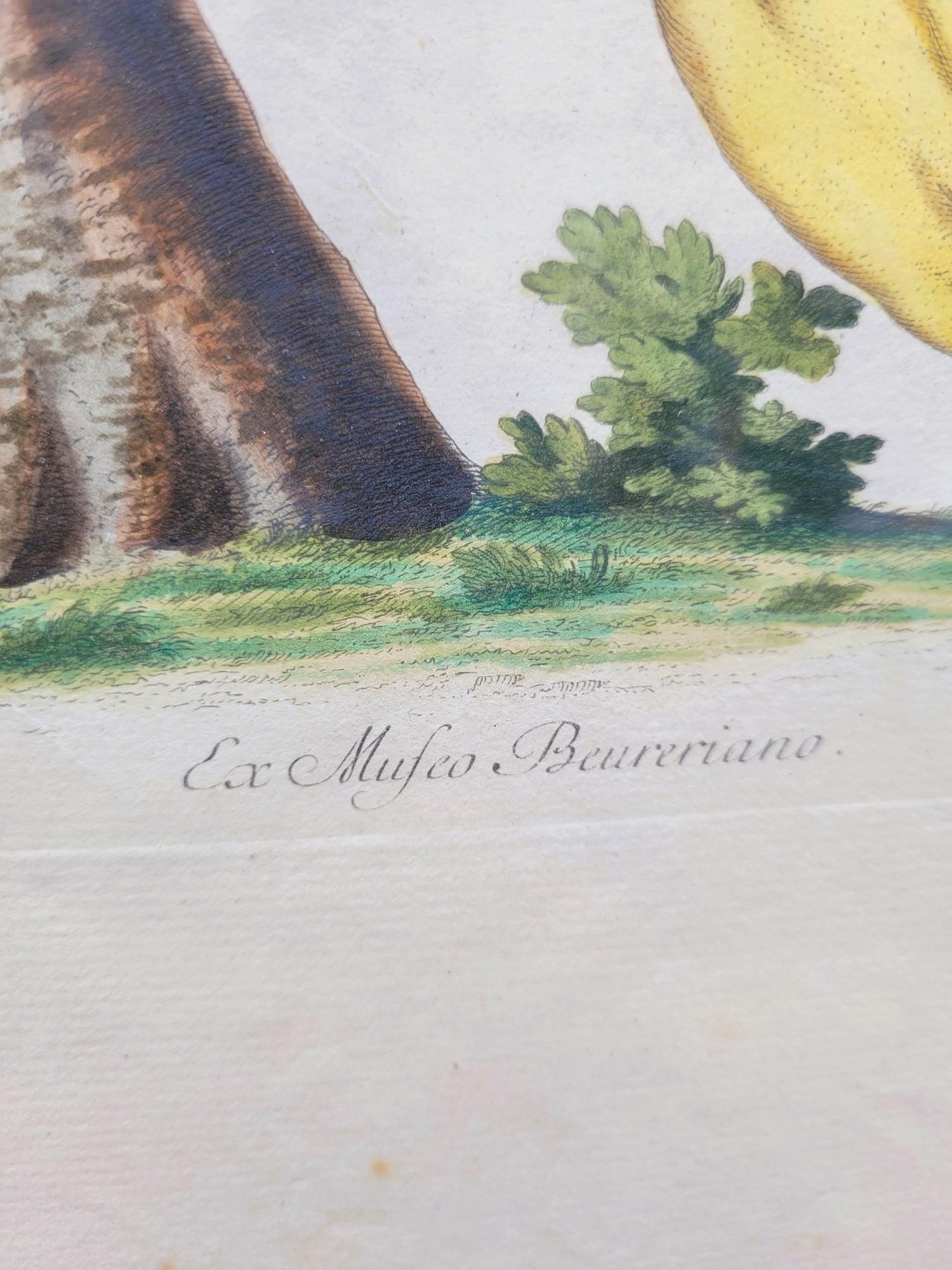 Nach Knorr, Schmetterlinge und Vögel, farbige gerahmte Gravuren, 19. Jahrhundert (Beaux Arts) im Angebot