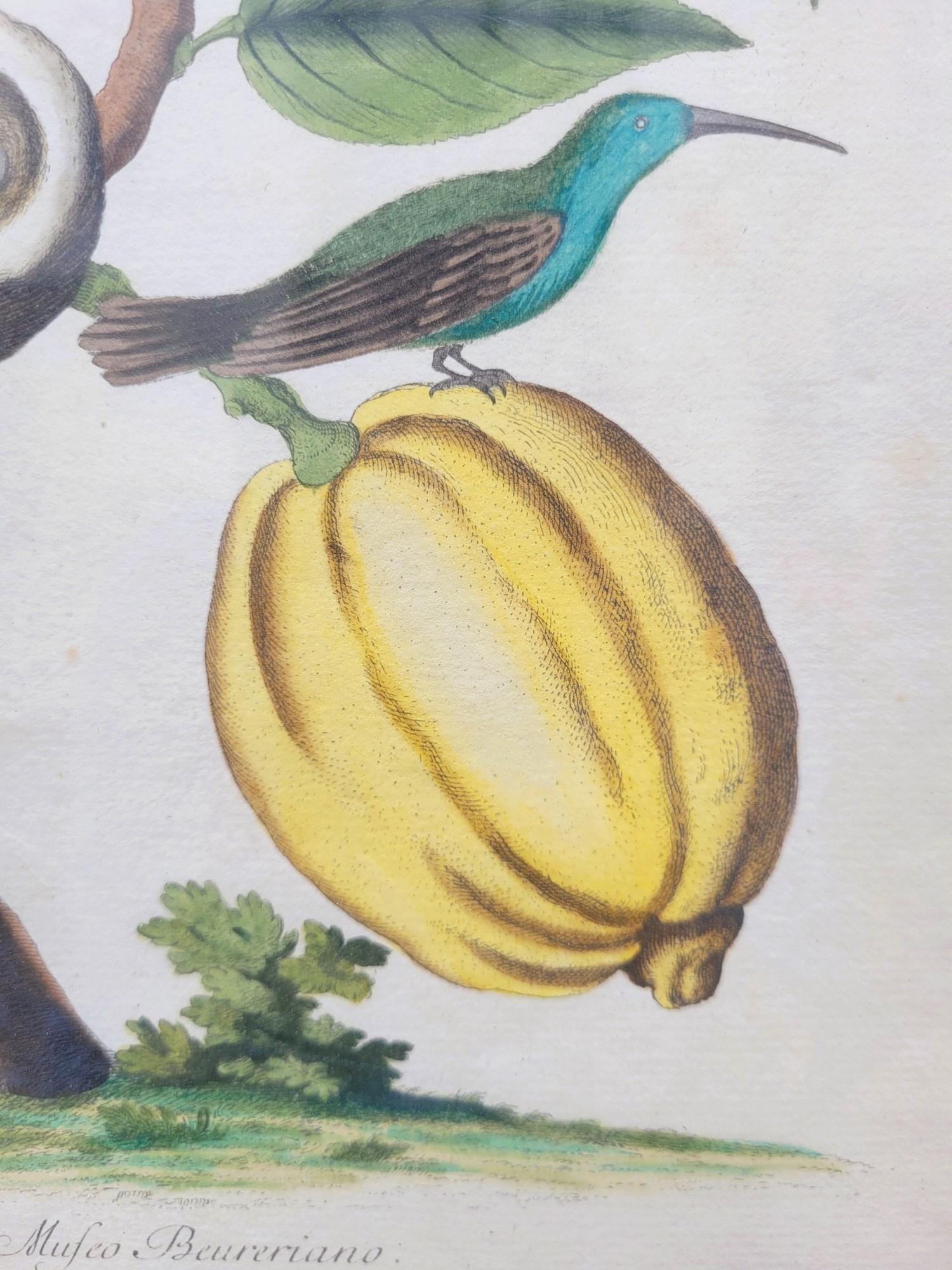 Nach Knorr, Schmetterlinge und Vögel, farbige gerahmte Gravuren, 19. Jahrhundert im Zustand „Gut“ im Angebot in MARSEILLE, FR