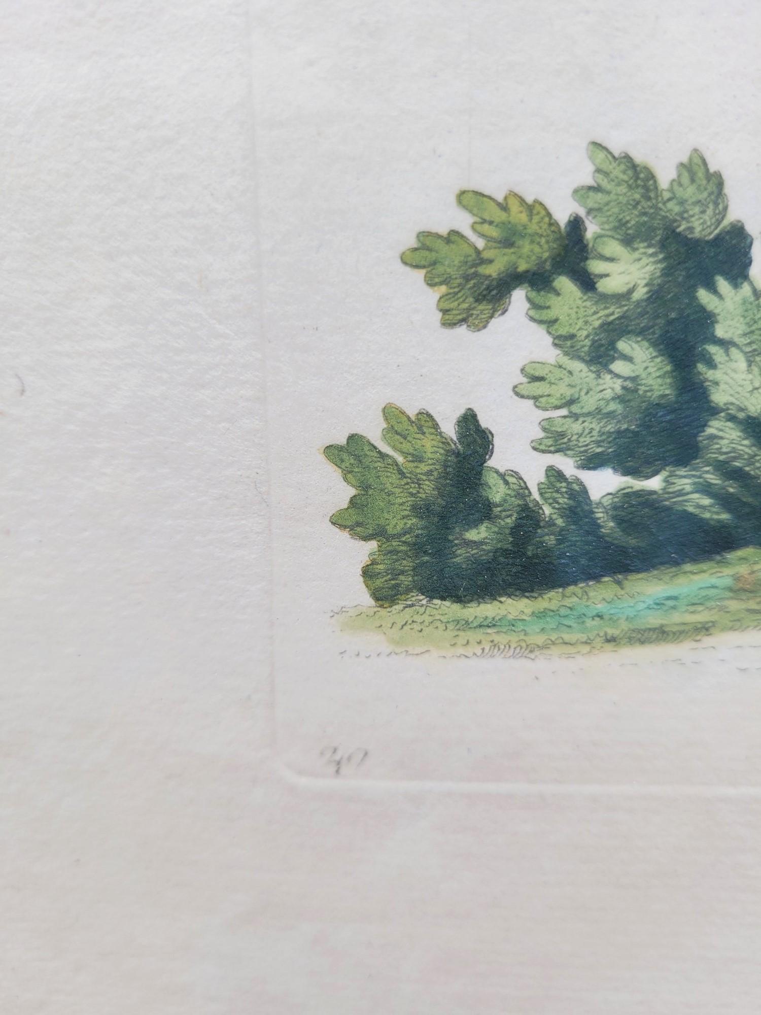 Nach Knorr, Schmetterlinge und Vögel, farbige gerahmte Gravuren, 19. Jahrhundert (Papier) im Angebot