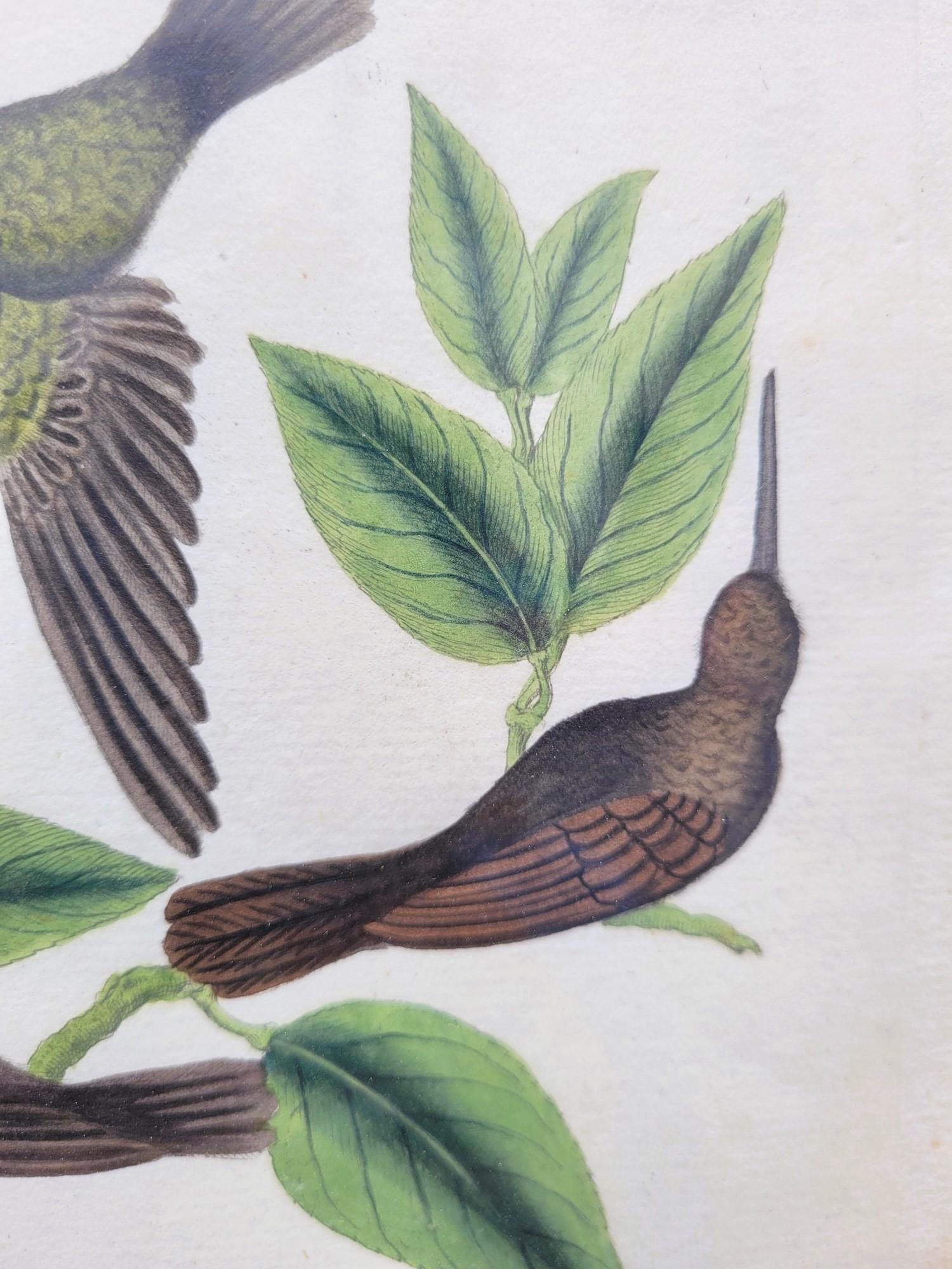 Nach Knorr, Schmetterlinge und Vögel, farbige gerahmte Gravuren, 19. Jahrhundert im Angebot 1