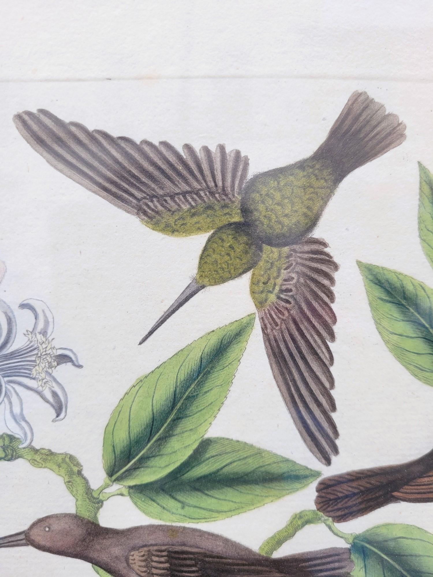 Nach Knorr, Schmetterlinge und Vögel, farbige gerahmte Gravuren, 19. Jahrhundert im Angebot 2