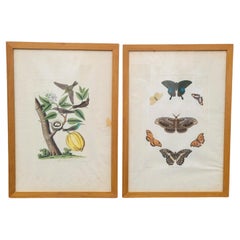 D'après Knorr, Papillons et oiseaux, gravures colorées encadrées, 19e siècle