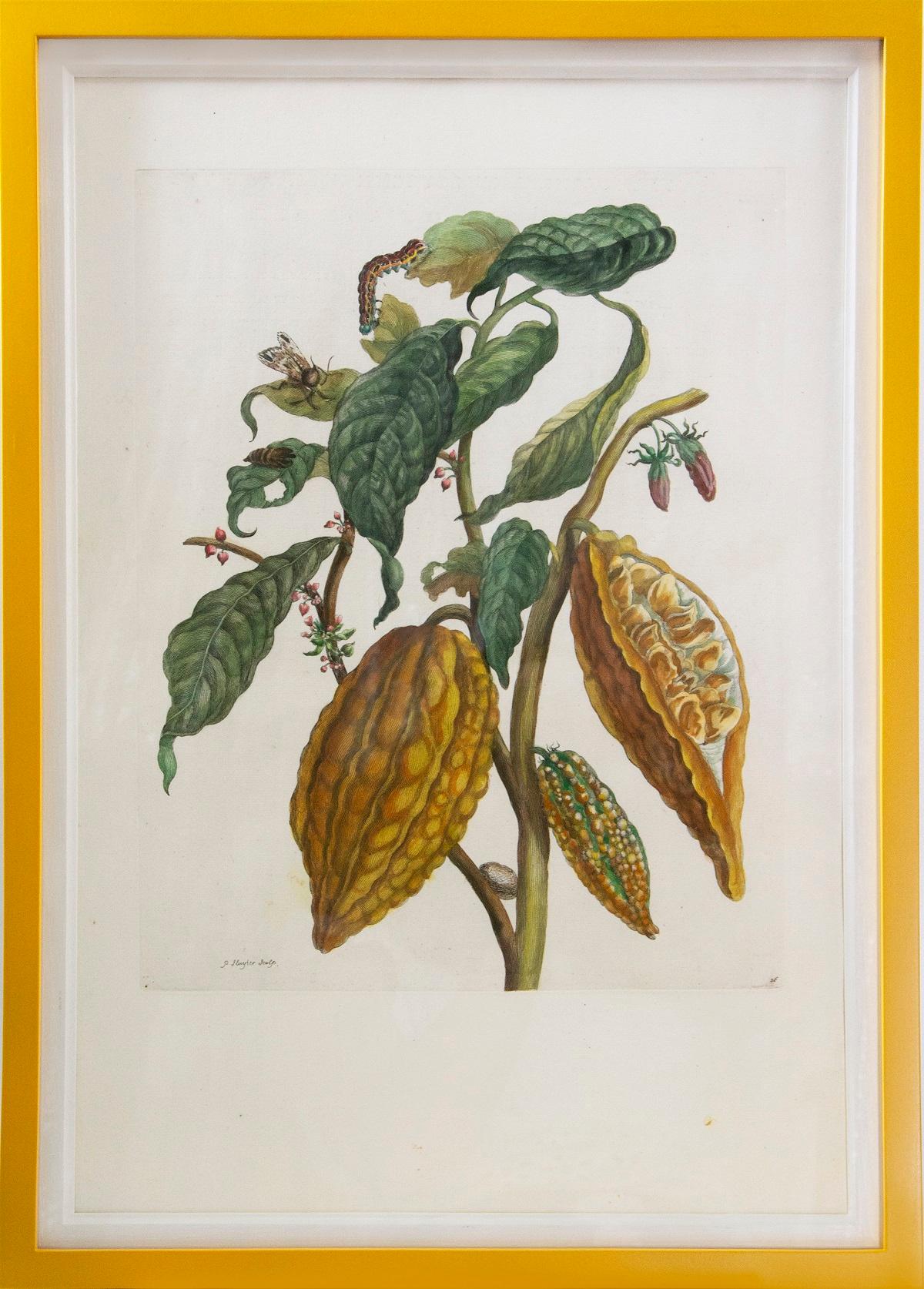 Merian - A Group of Six Flowers, Insects and Fruits.   - Print by Maria Sybilla Merian