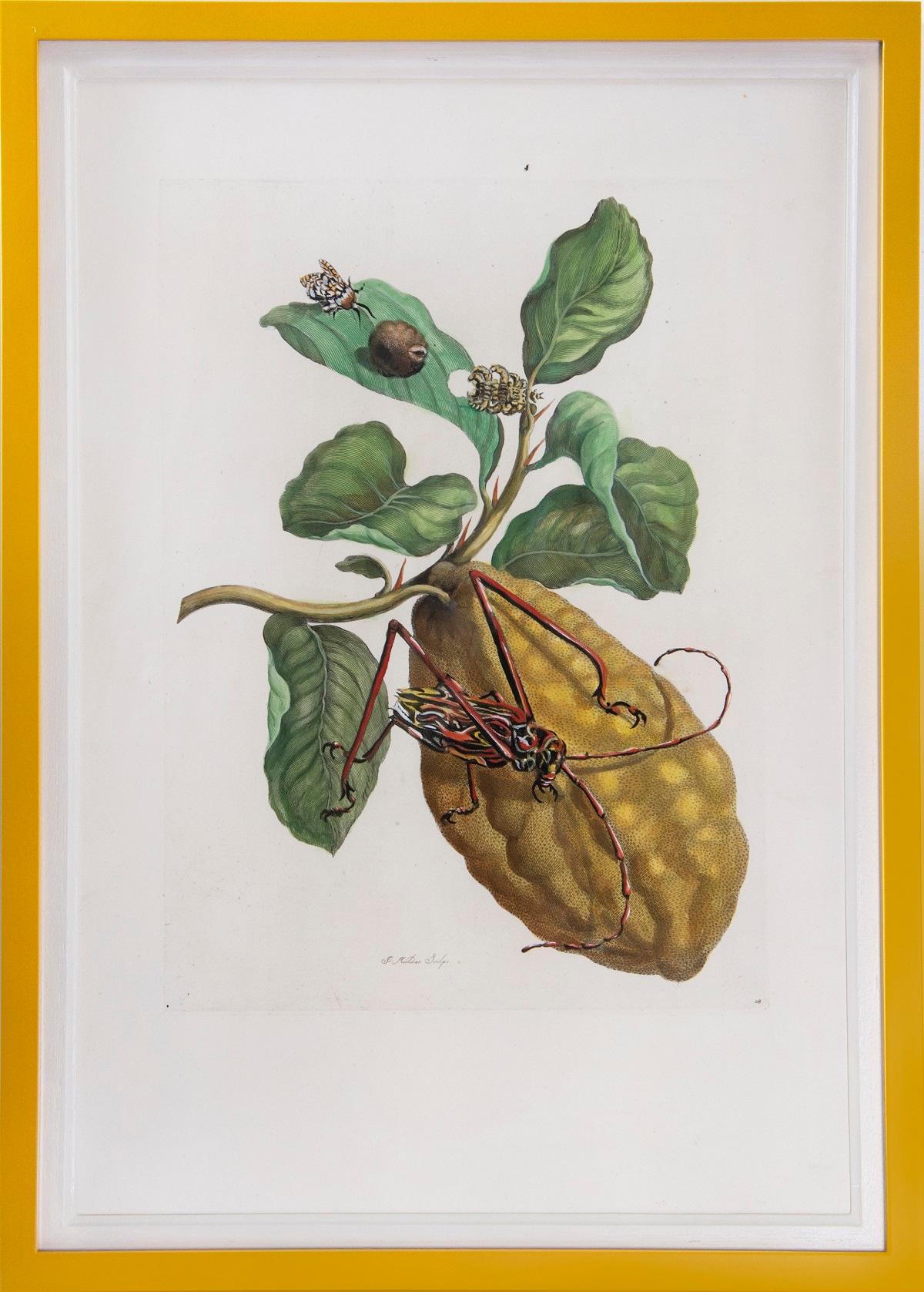 Merian - A Group of Six Flowers, Insects and Fruits.   - Naturalistic Print by Maria Sybilla Merian