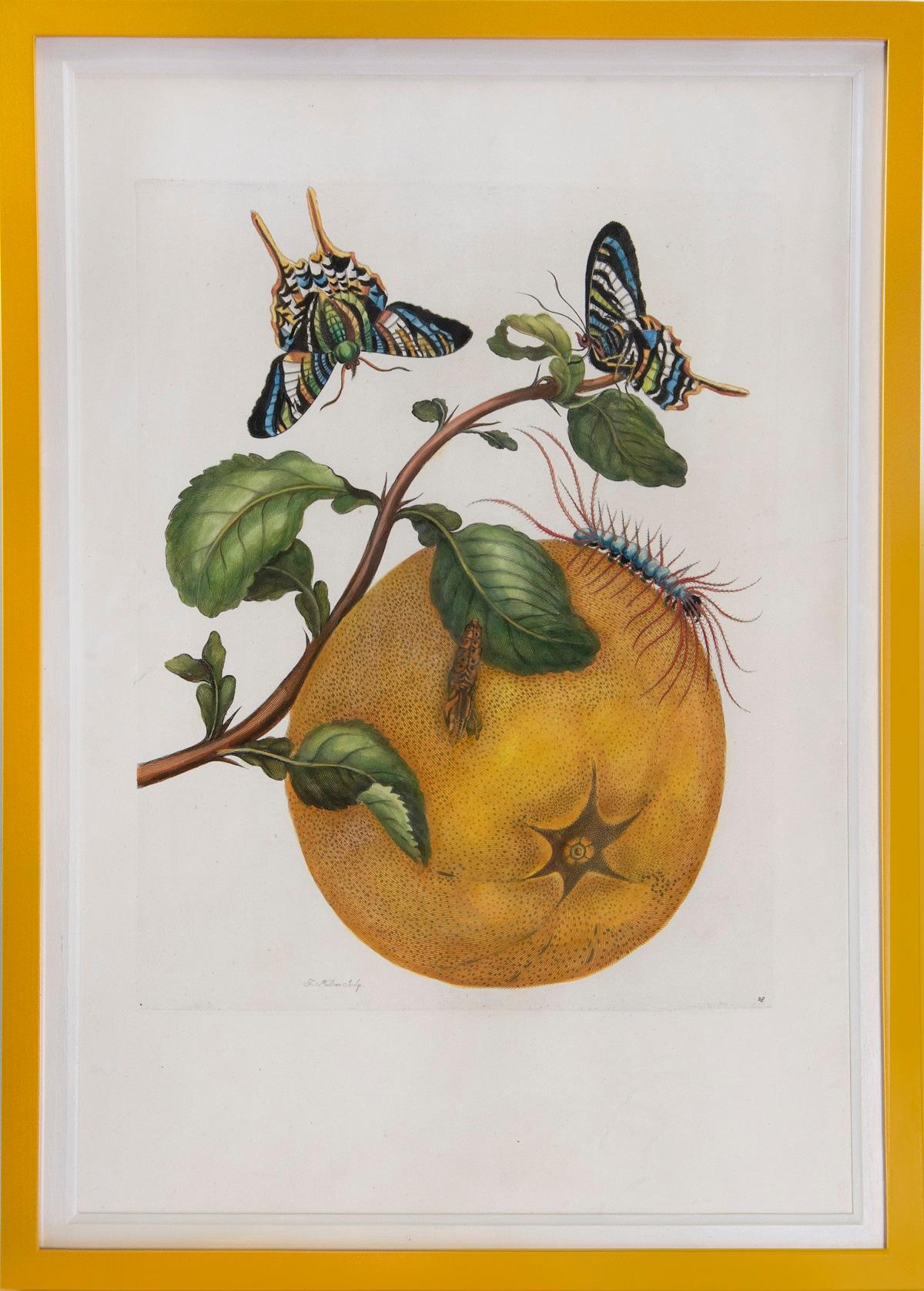 Merian - A Group of Six Flowers, Insects and Fruits.   - Beige Animal Print by Maria Sybilla Merian