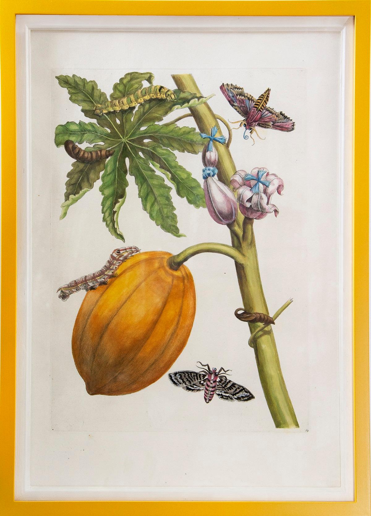 [MERIAN, Maria Sibyl]. 
A Group of Six Flowers, Insects and Fruits.  
The Hague, Gosse, 1719. 
A group of six engravings by J. Mulder, P. Sluyter and D. Stoopendaal after Merian, with later hand-colour, of flowers, fruits and insects from