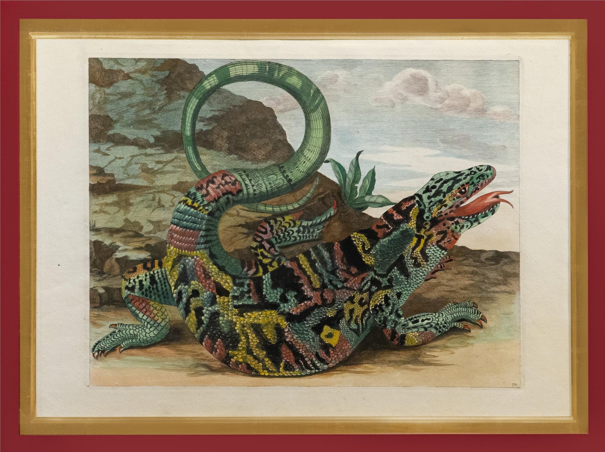 Alligator with Snake and a Lizard.   - Print by (After) Maria Sybilla Merian
