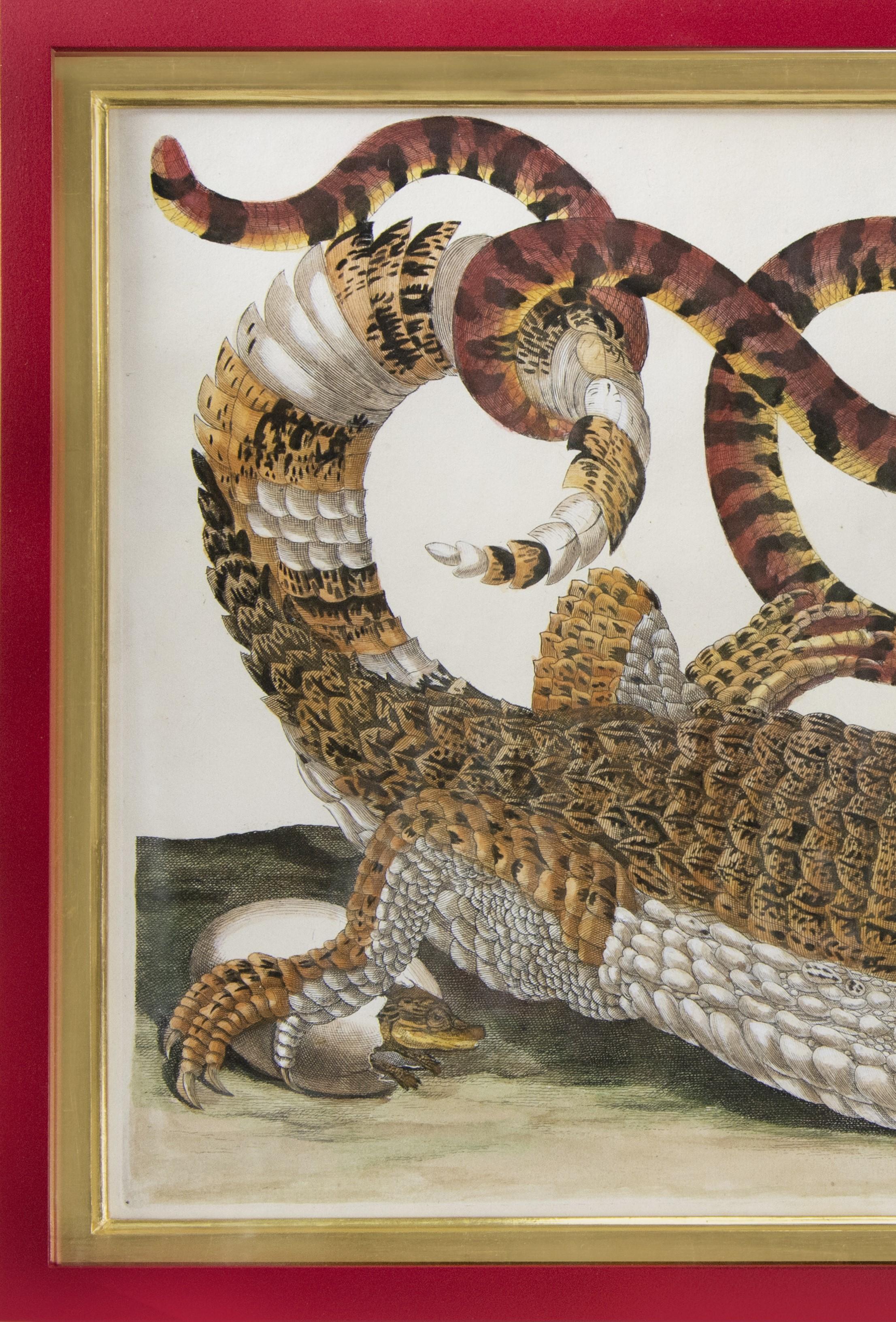 Alligator with Snake and a Lizard.   - Naturalistic Print by (After) Maria Sybilla Merian