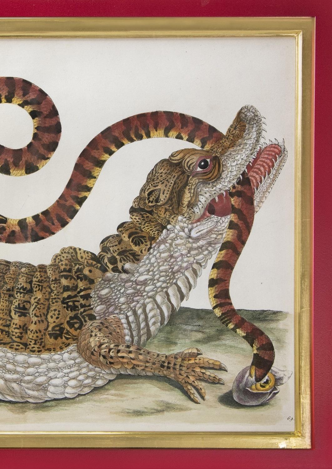 Alligator with Snake and a Lizard. - Brown Animal Print by (After) Maria Sybilla Merian