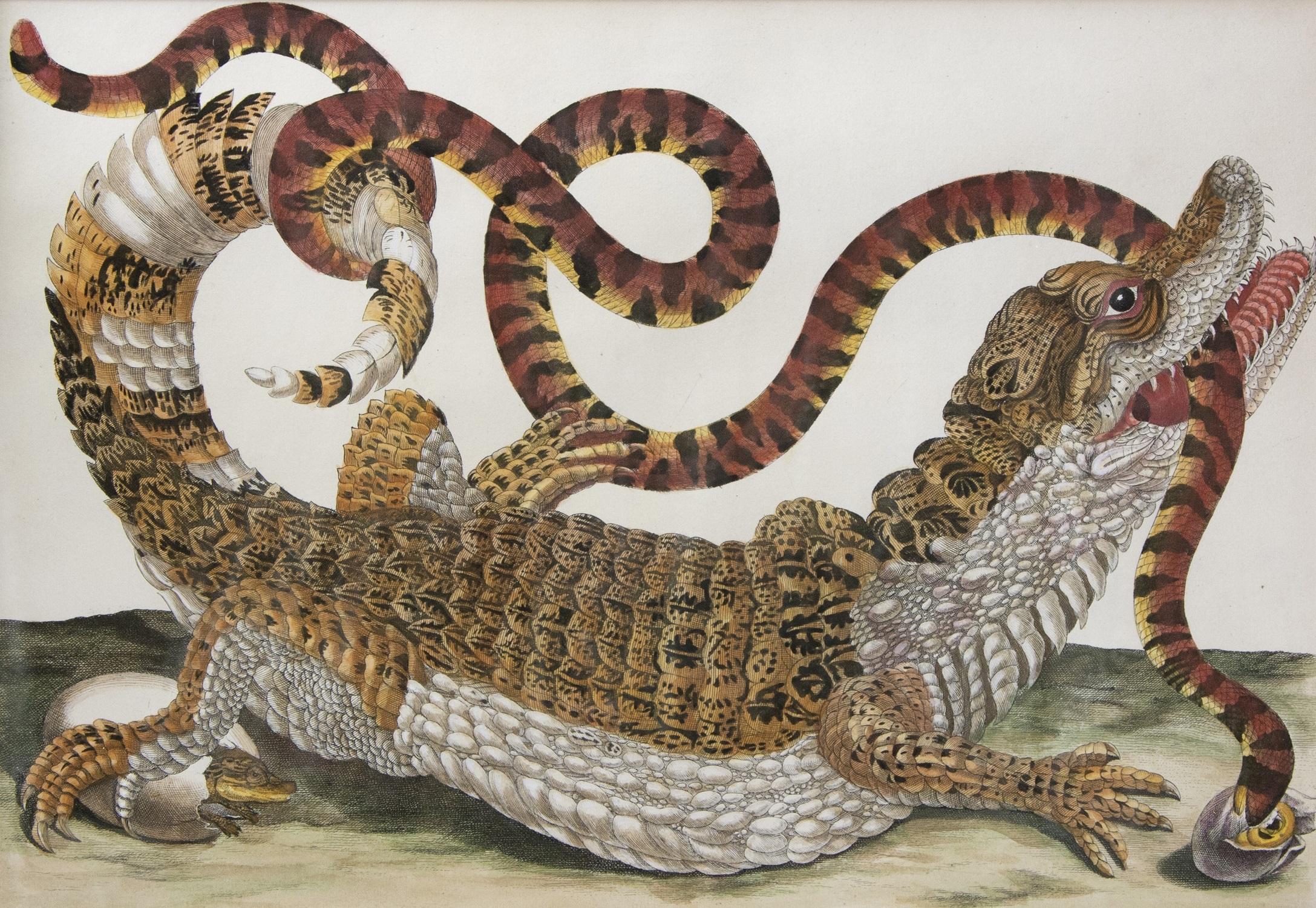 [MERIAN, Maria Sibylla; SLUYTER, P.] 
Alligator with Snake and a Lizard.  
The Hague, Gosse, 1719.

Engravings of an Alligator with a Snake and a Lizard by J. Mulder, P. Sluyter and D. Stoopendaal after Merian, with later hand-colour, from