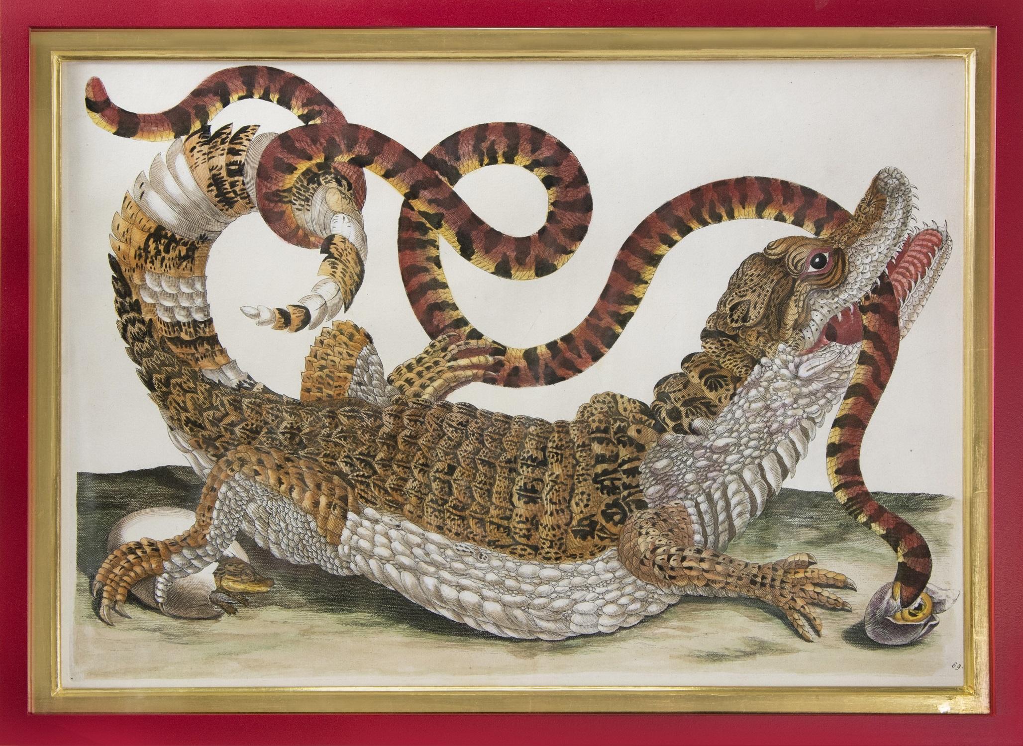 (After) Maria Sybilla Merian Animal Print - Alligator with Snake and a Lizard.  