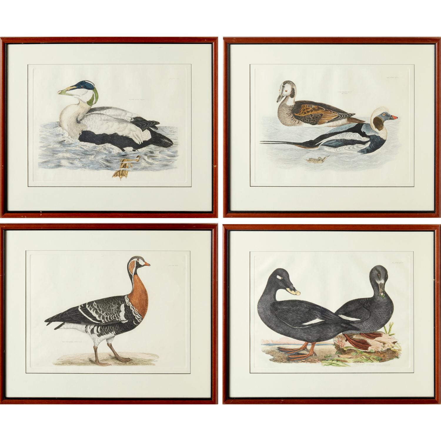 Selby's Illustrations of British Ornithology (London: 1841-1846). Wahrscheinlich ein späterer Nachdruck (20. Jh.), handkolorierte Drucke, geprägt mit Plattenmarken, darunter: 