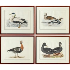 Prideaux John Selby, England, Set of 4 Hand Colored Restrike Prints of Waterfowl