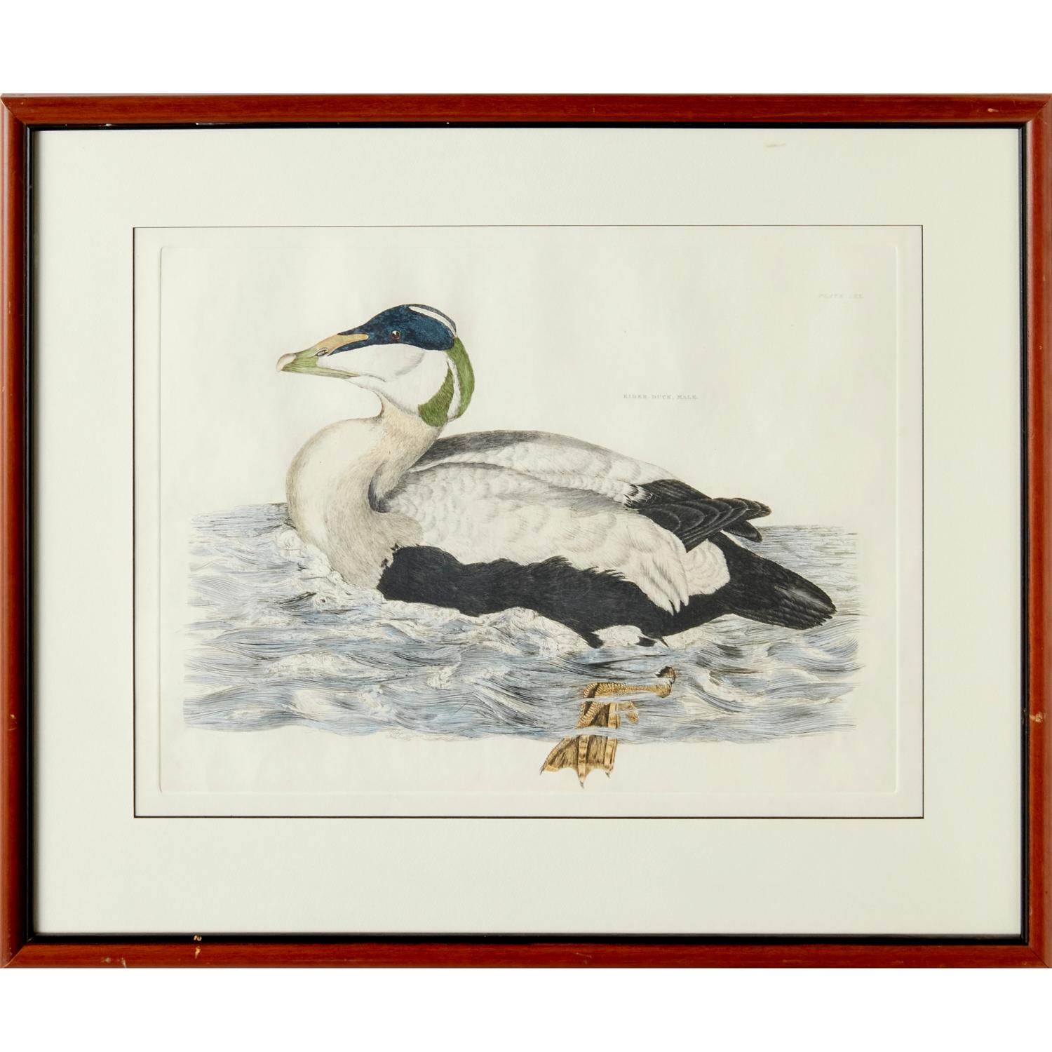 George IV Prideaux John Selby, England, Set of 4 Hand Colored Restrike Prints of Waterfowl For Sale
