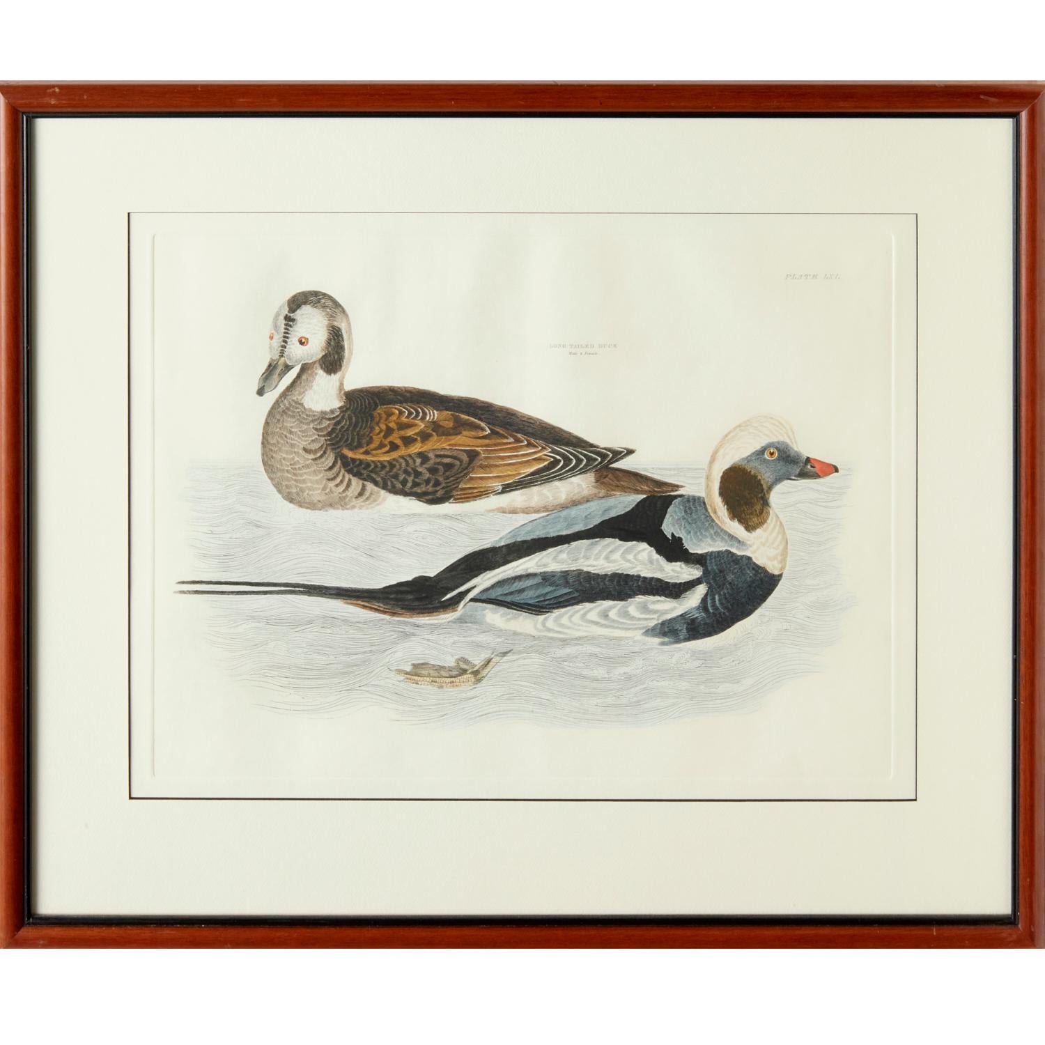 Prideaux John Selby, England, Set of 4 Hand Colored Restrike Prints of Waterfowl In Good Condition For Sale In Morristown, NJ