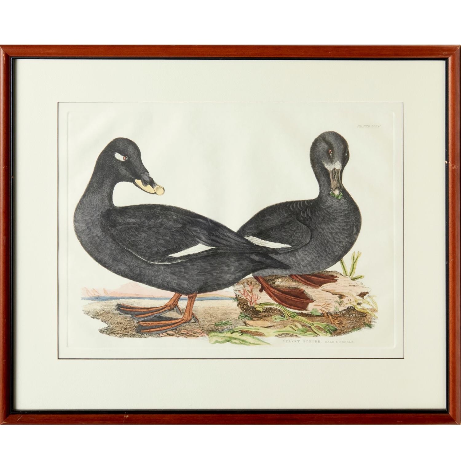 20th Century Prideaux John Selby, England, Set of 4 Hand Colored Restrike Prints of Waterfowl For Sale