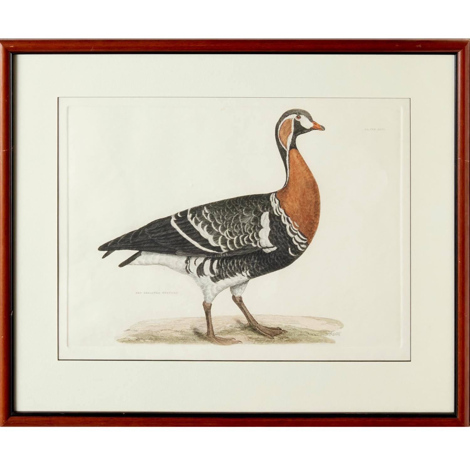 Glass Prideaux John Selby, England, Set of 4 Hand Colored Restrike Prints of Waterfowl For Sale