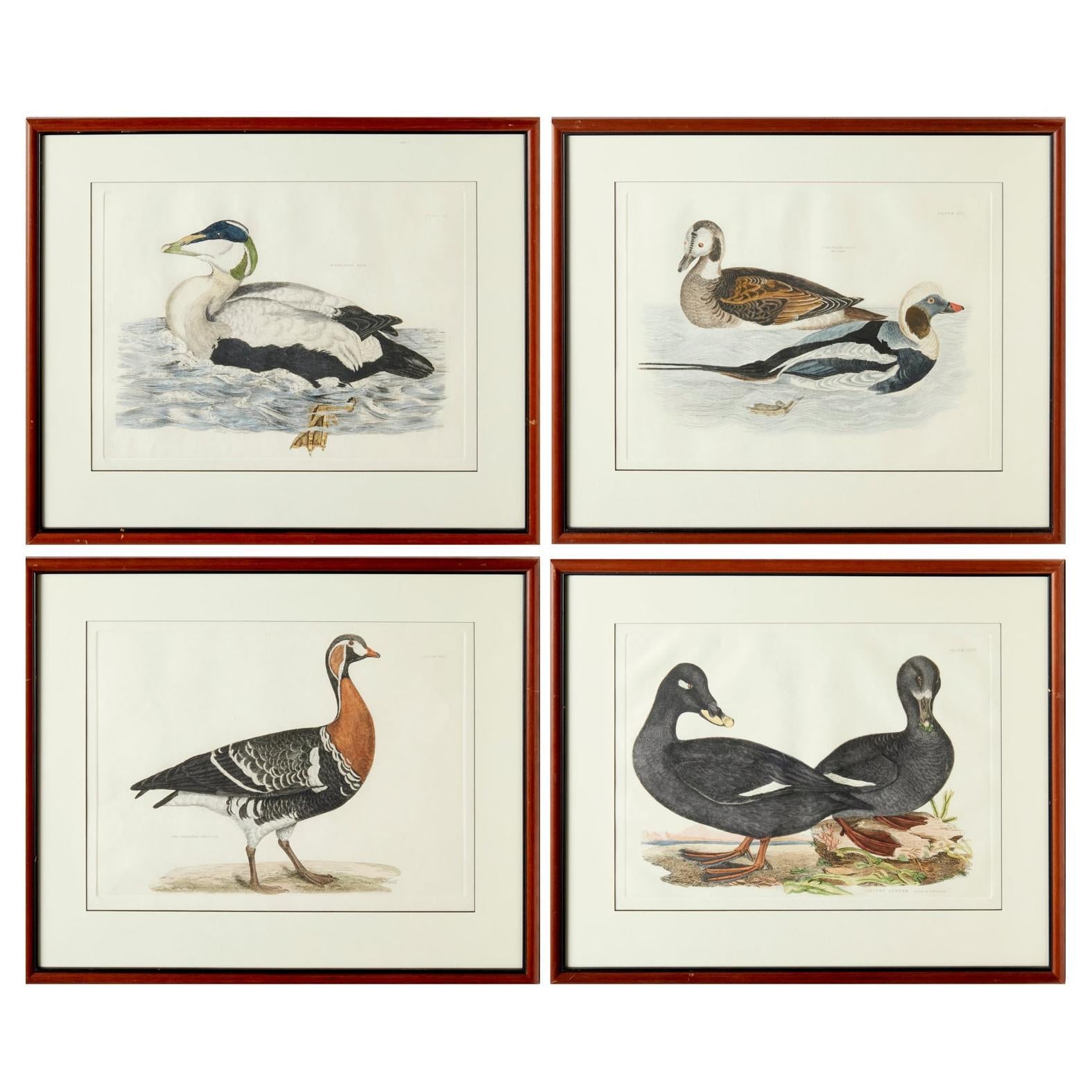 Prideaux John Selby, England, Set of 4 Hand Colored Restrike Prints of Waterfowl